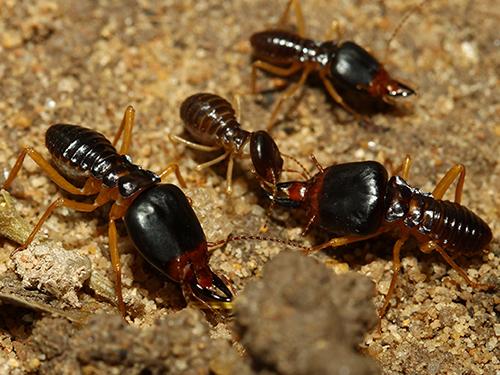 Learn More Answers To The Most Commonly Asked Questions About Termites live look at termites inside an arizona home