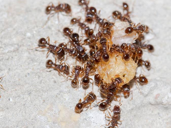 bunch of ants searching for food in tucson kitchen