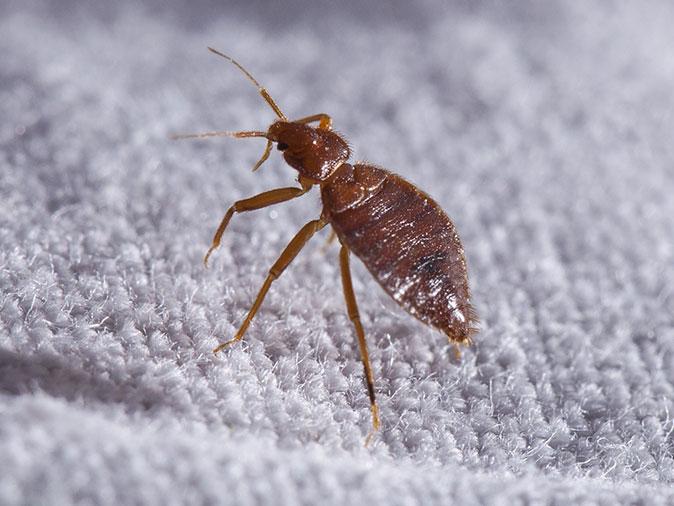 Learn More About Best Practices To Avoid Bringing Bed Bugs Home With You From Traveling bed bug on mattress inside az looking for blood meal