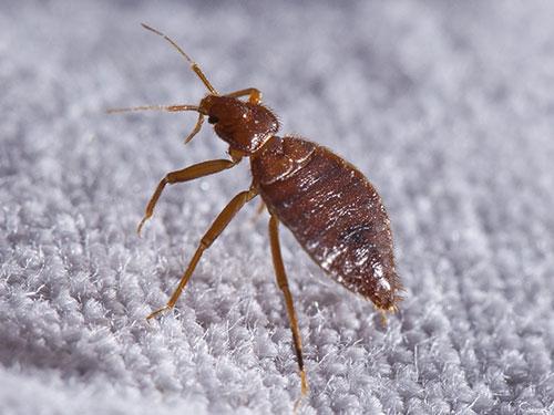 See How You Can Avoid Bringing Bed Bugs Home This Holiday Season bed bug inside phoenix az home on a mattress