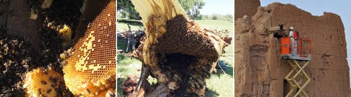 live look at a bee infestation around a tucson az home