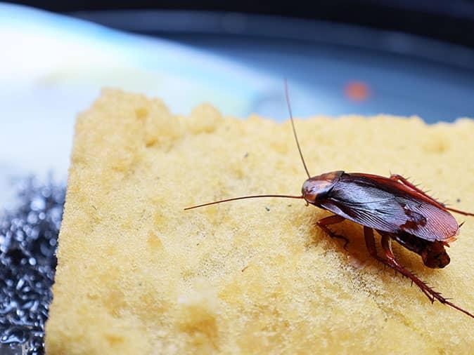 roach infesting tucson kitchen