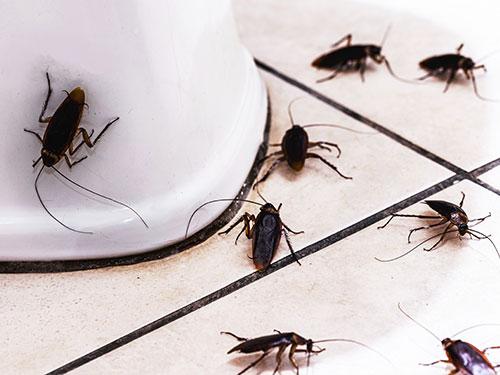 Learn More About Getting Rid Of Cockroaches In AZ Homes cockroaches inside bathroom in arizona home