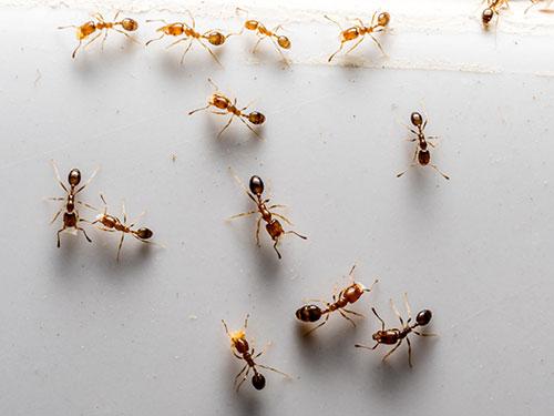 Learn More About The Two Common Types Of Ants That Invade AZ Homes common house invading ants in arizona on a kitchen window