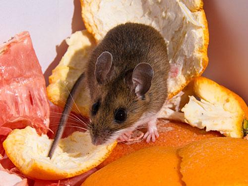 Find Out Where Mice Like To Hide Inside Your Home mouse inside a tucson home feeding on scraps left on kitchen table