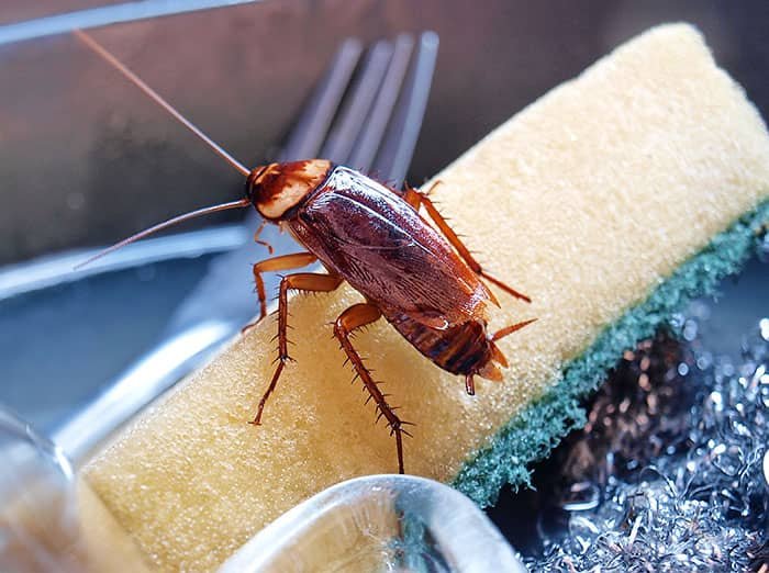 cockroach inside phoenix home