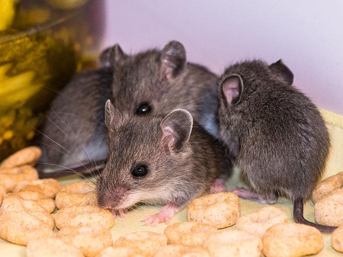Learn More About Mice In Arizona mouse infestation inside arizona home