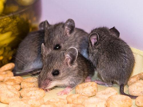 Learn More About Mice How They Enter Your Home & More! look inside arizona home with a mouse infestation