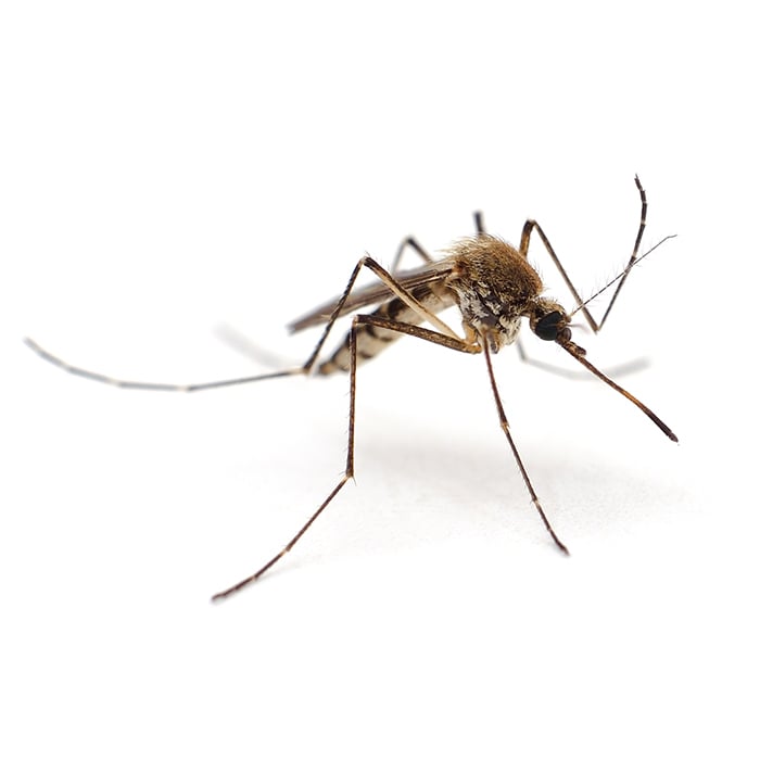 mosquito in arizona