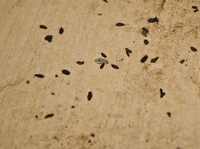 mouse droppings under kitchen sink