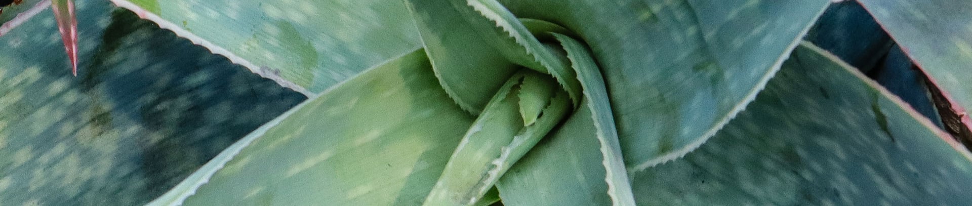 plants found in phoenix and tucson