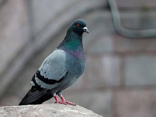Top 10 Ways To Prevent Pigeons In Arizona pigeon resting on a building in tucson az