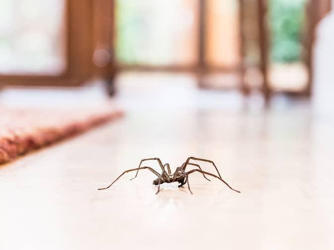 Learn More About Spider Activity In Phoenix spider crawling into phoenix home through open door