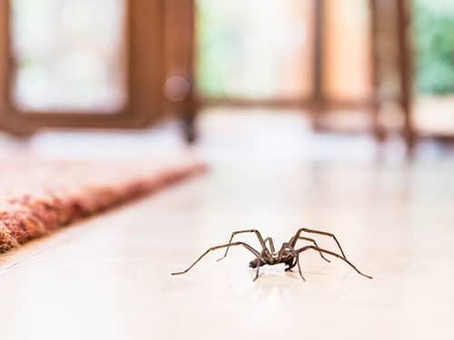 Find Out When Spiders Are More Active In Phoenix Today spider crawling across floor of a phoenix home