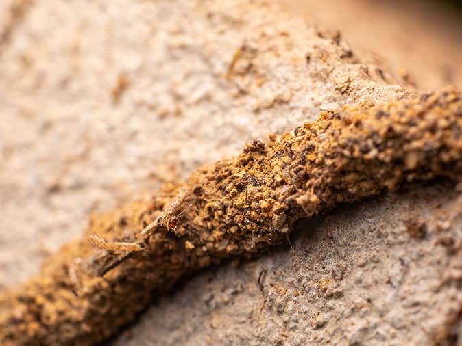 termite mud tube