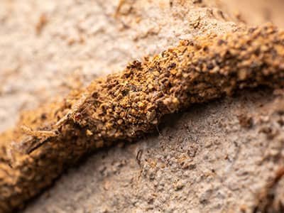 termite mud tube