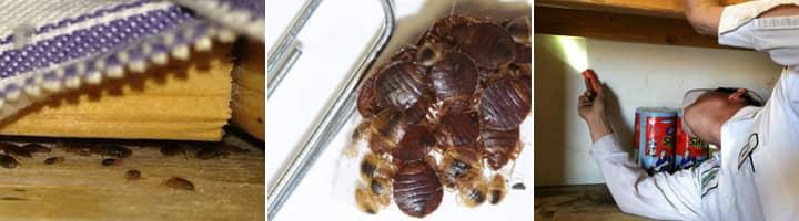 a look inside a tucson az home with a bed bug infestation