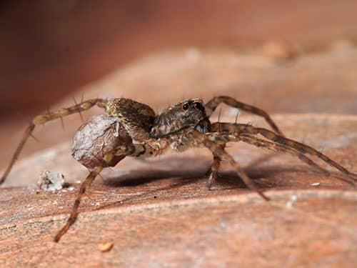 Protect Your Home From Common AZ Pests Like Spiders & Ants wolf spider crawling inside tucson az home