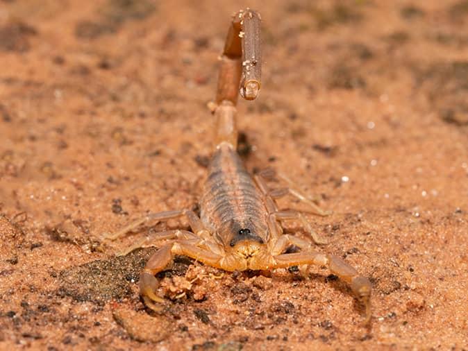 Learn More About Active Pests In Monsoon Season scorpion outside a tucson az home
