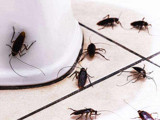 Learn More About Why Cockroaches Are Attracted To Bathrooms cockroach infestation inside az bathroom
