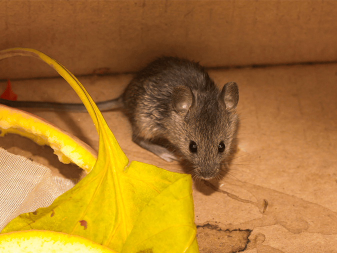 a mouse in a house in tucson