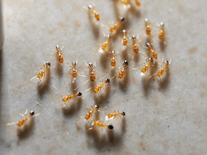 Learn More About Odorous House Ants In Arizona odorous house ants inside a az home
