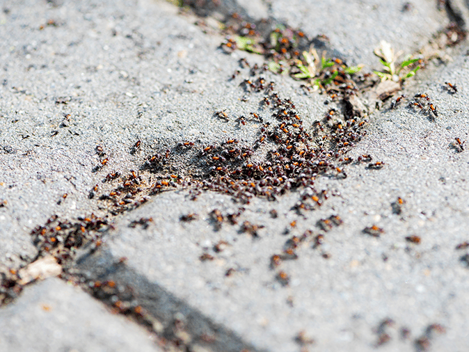 Learn More About Pavement Ants In Tucson, AZ pavement ants on the driveway of a tucson home