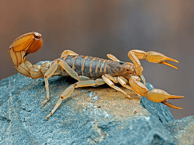 scorpion